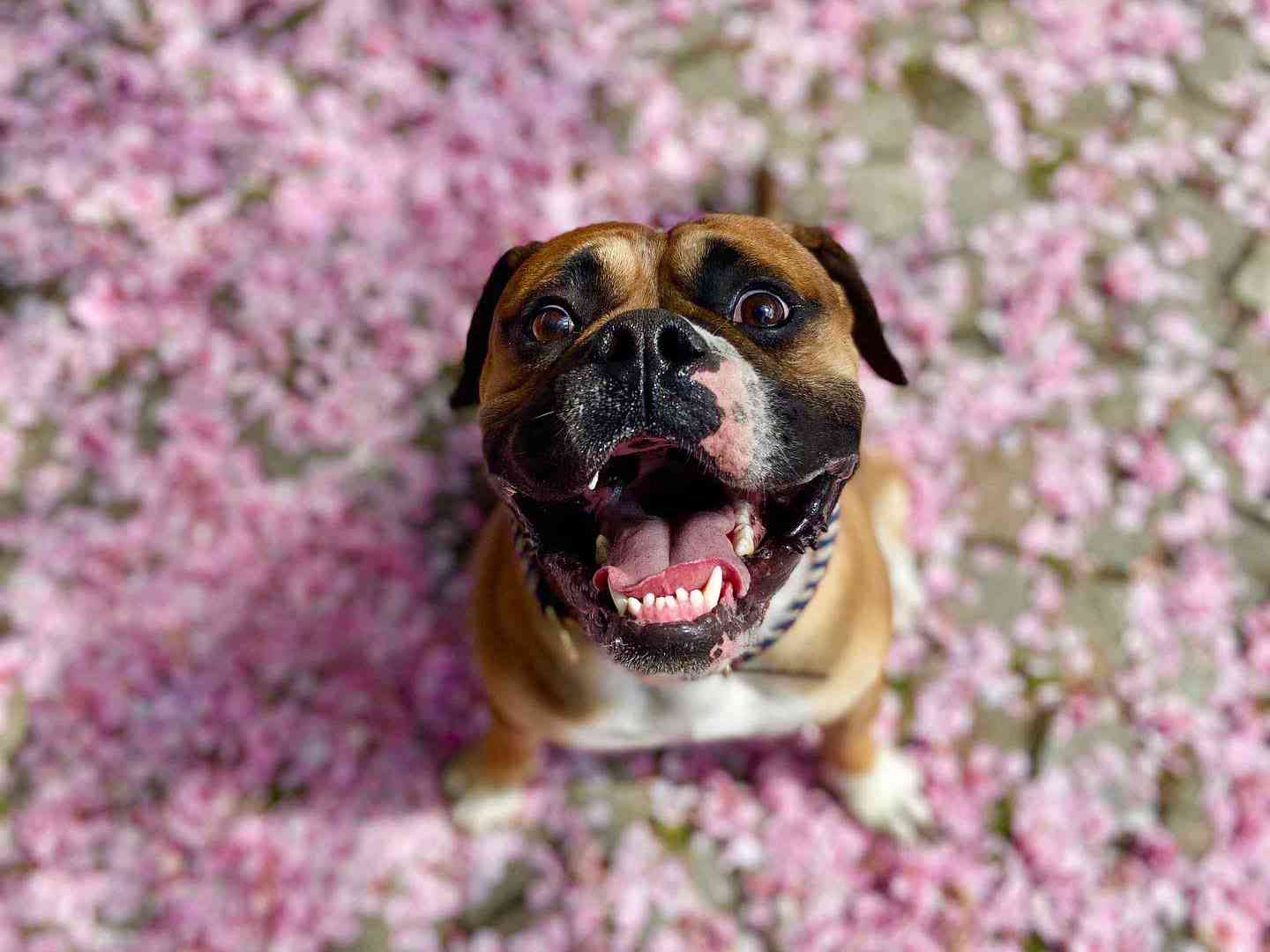 William Walker Ist das ein Kampfhund? Hamburg Bulldogge