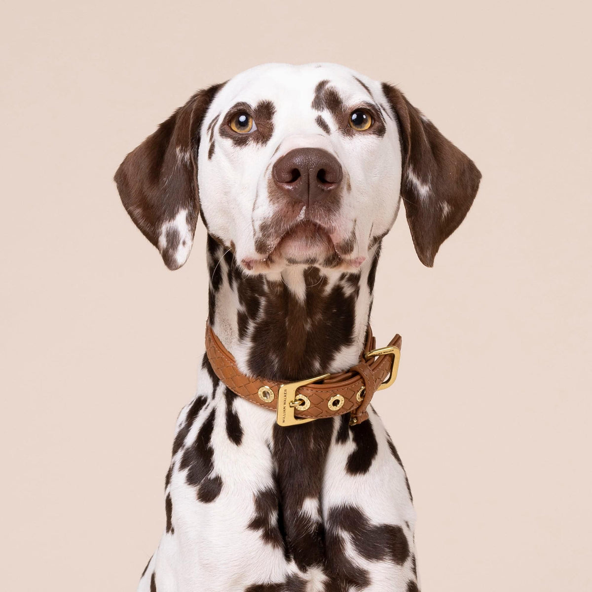 William Walker Leather dog collar Prestige Caramel