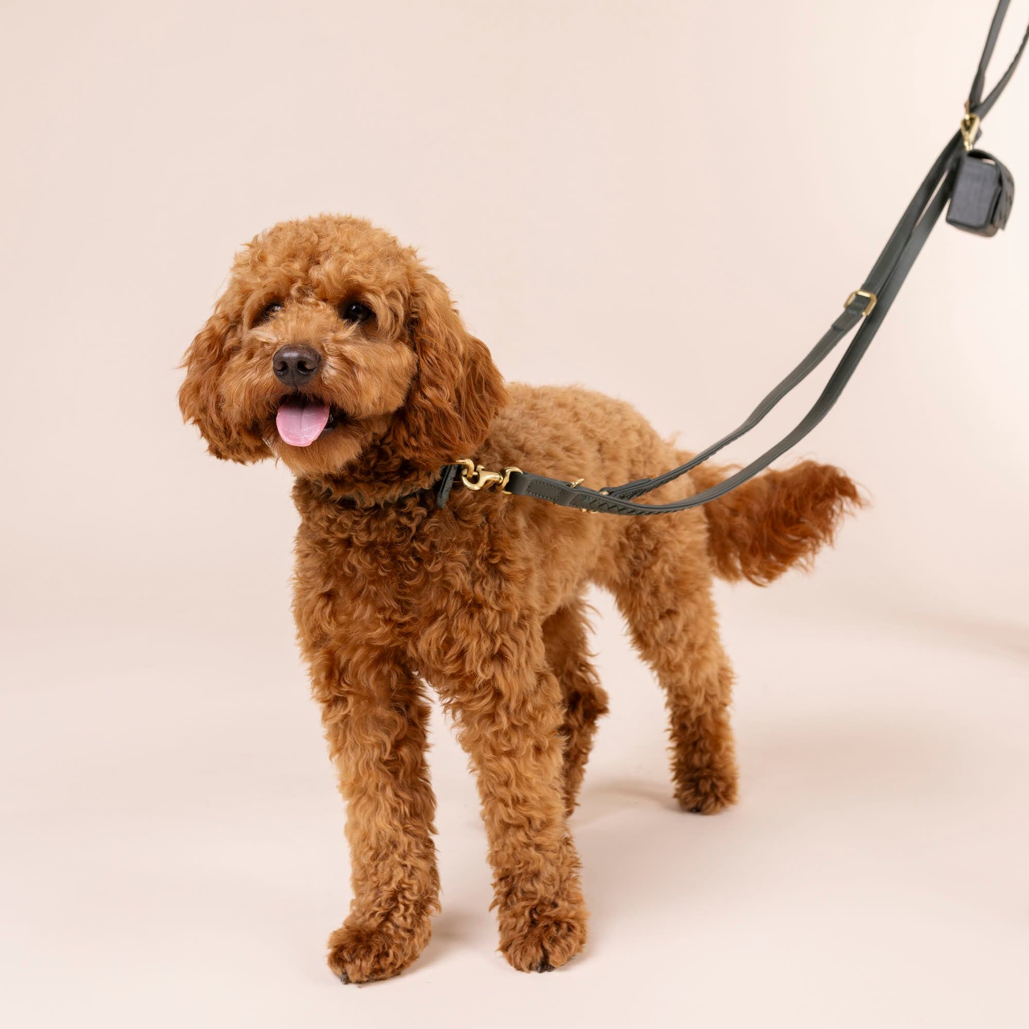 William Walker Hochwertige Leder Hundeleine Prestige Forest (Waldgrün)