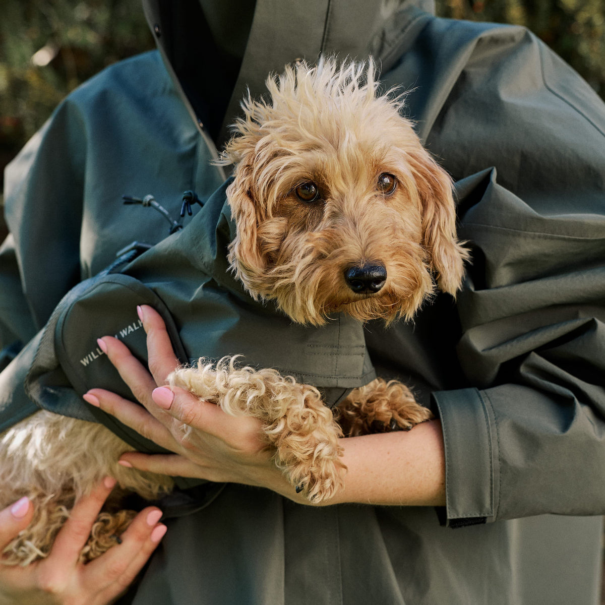 William Walker Waterproof raincoat for dachshunds