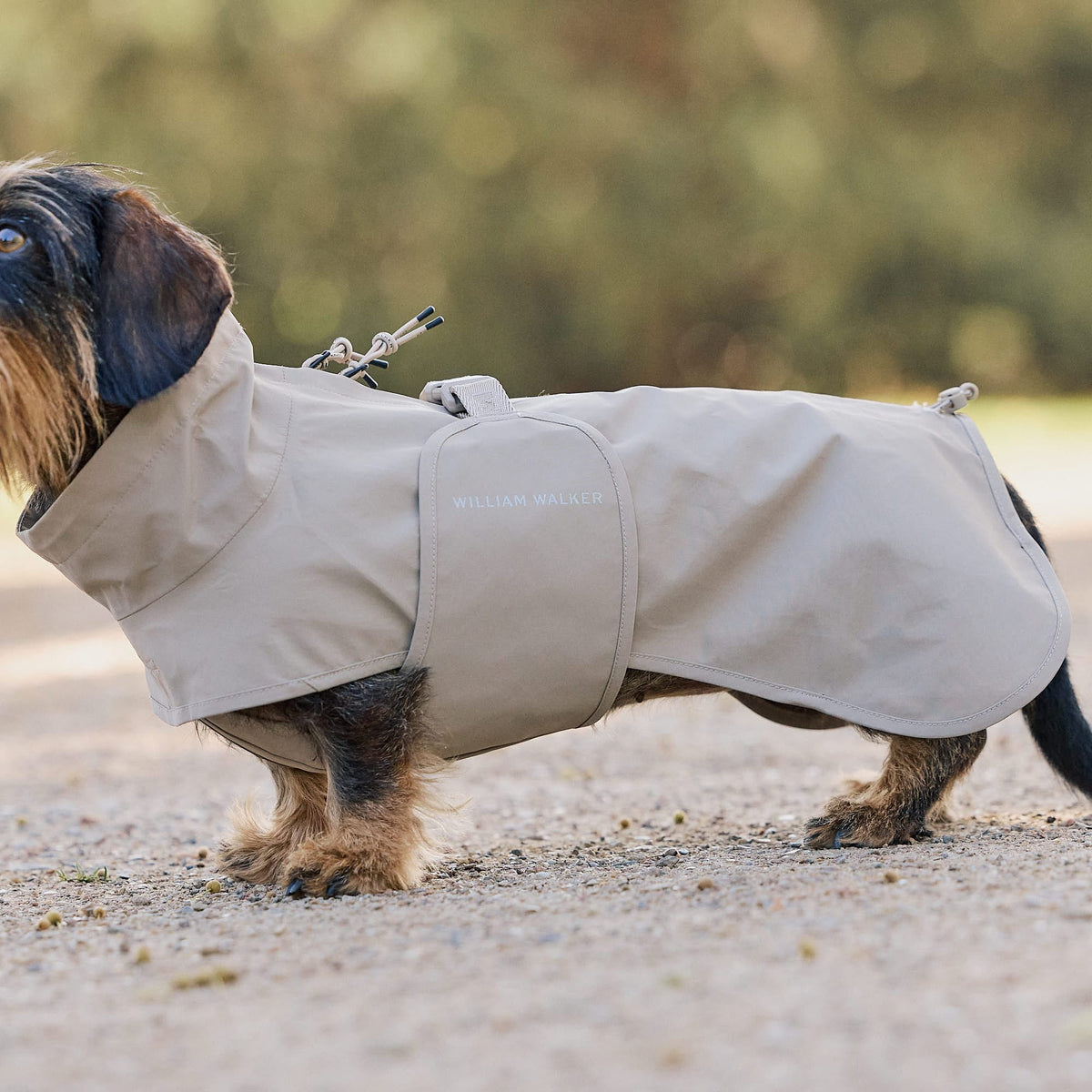 William Walker Waterproof raincoat for dachshunds