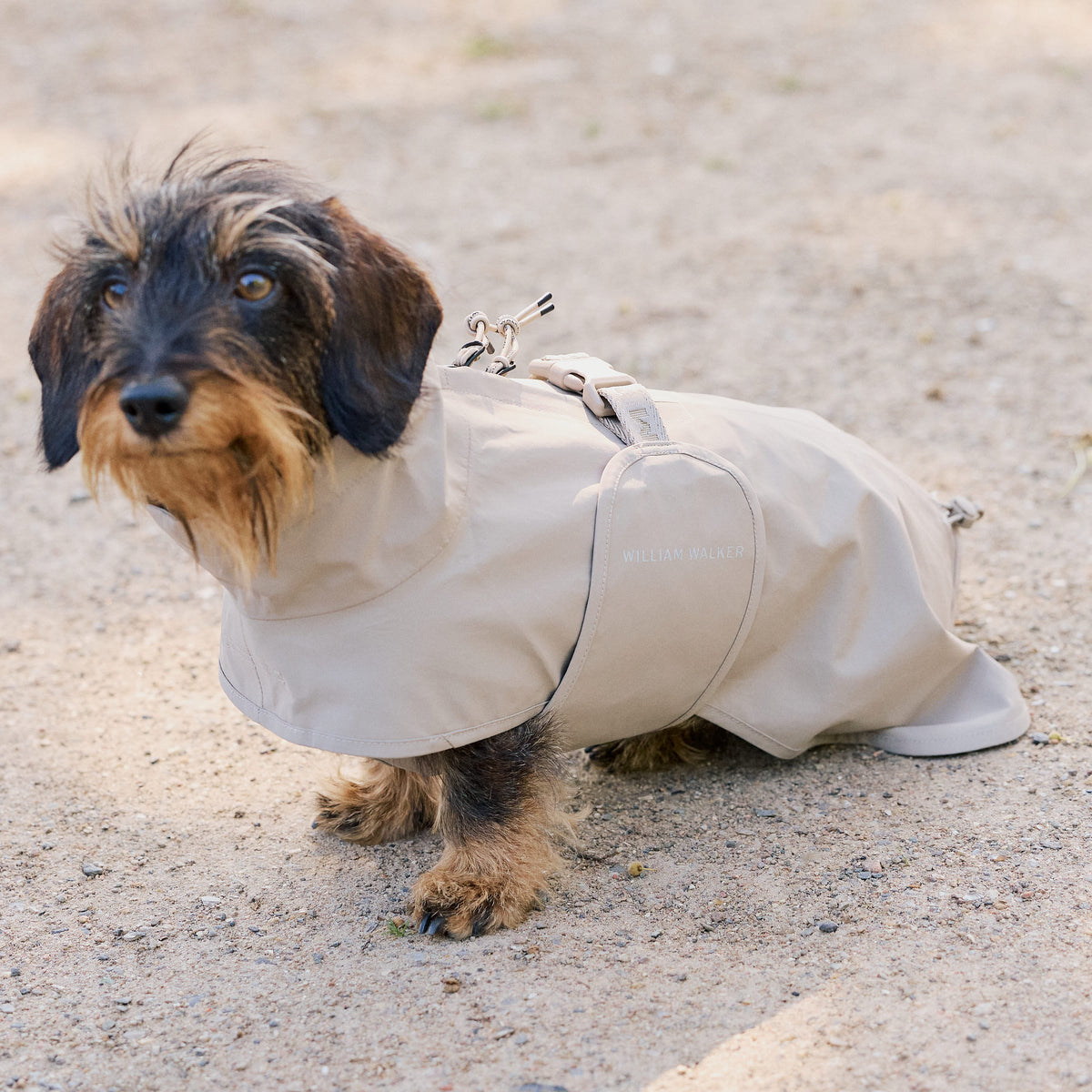 William Walker Waterproof raincoat for dachshunds