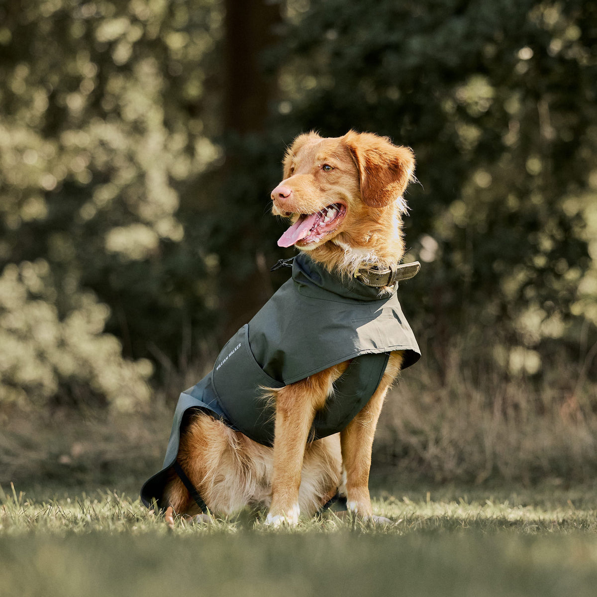 William Walker Waterproof dog raincoat Harbour
