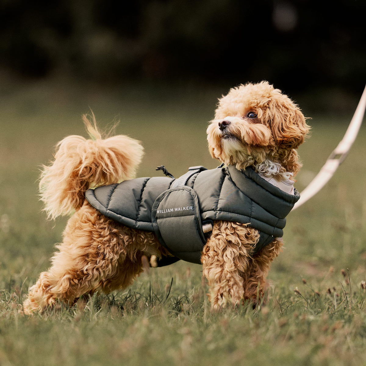 William Walker Warm winter dog coat Alpine