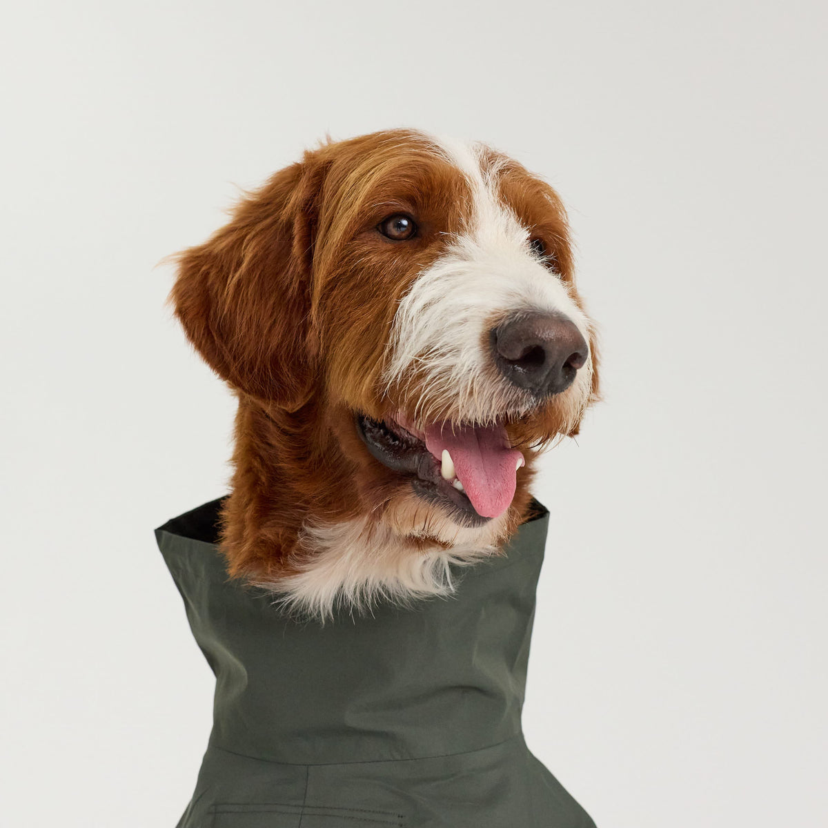 William Walker Waterproof dog raincoat Harbour