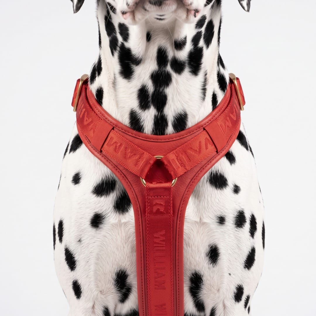 William Walker Hochwertiges Leder Y-Hundegeschirr Plain