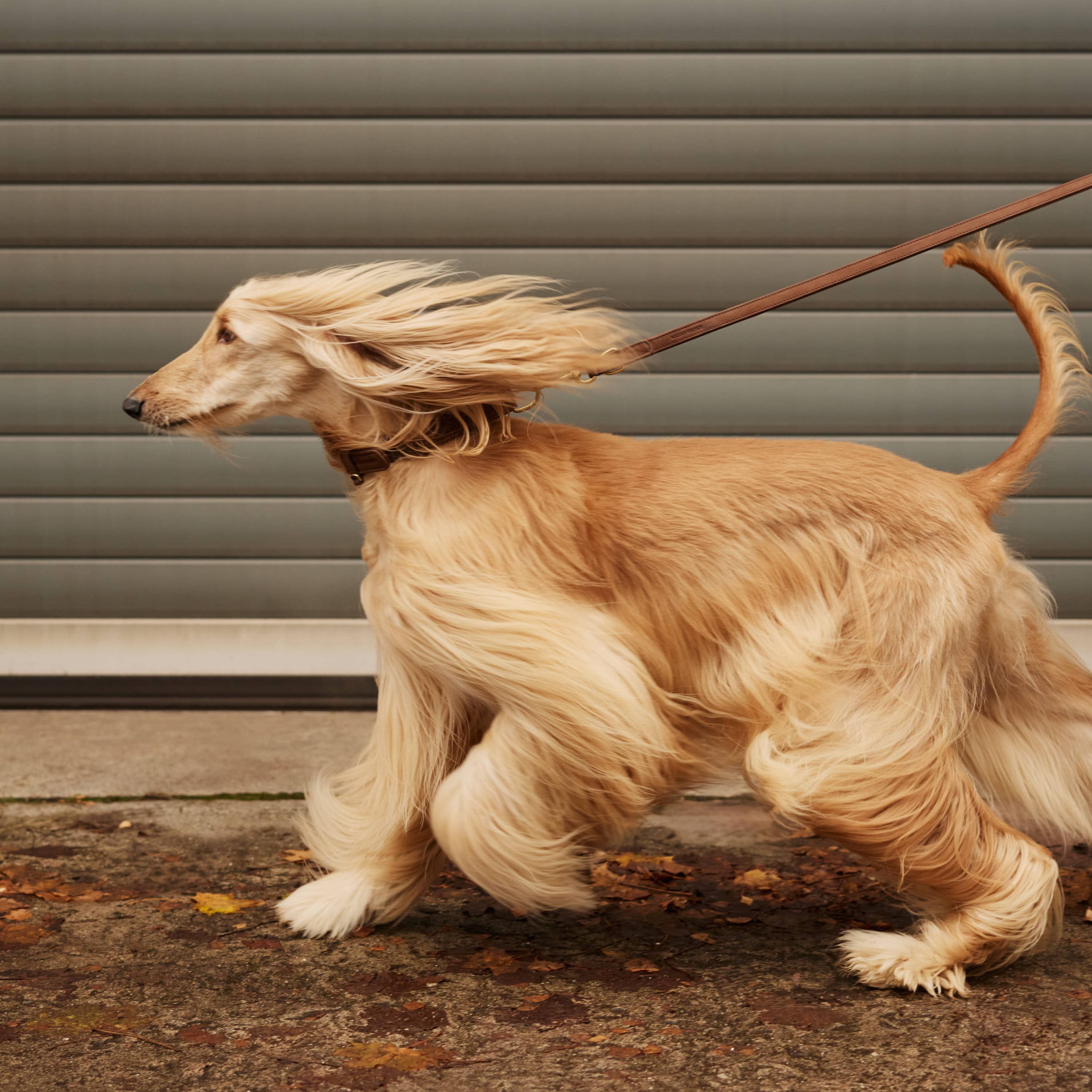 William Walker Hundehalsband aus wasserfestem Nubukleder