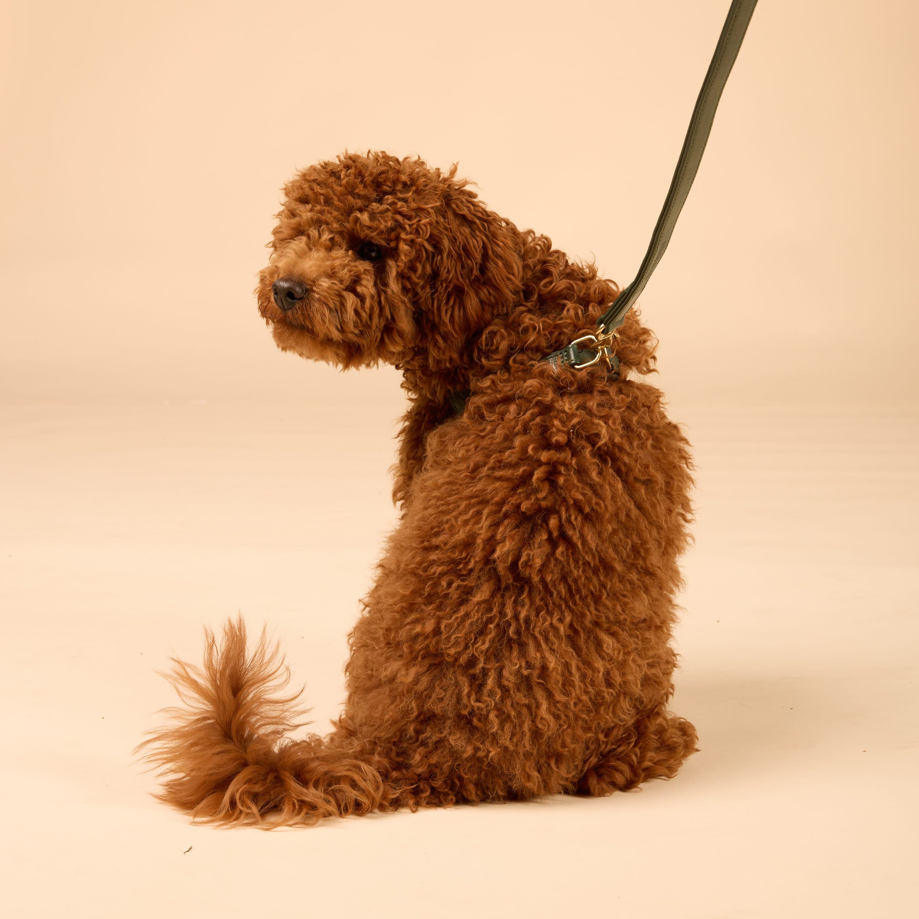 William Walker Step-In Leder Geschirr Pico für kleine Hunde