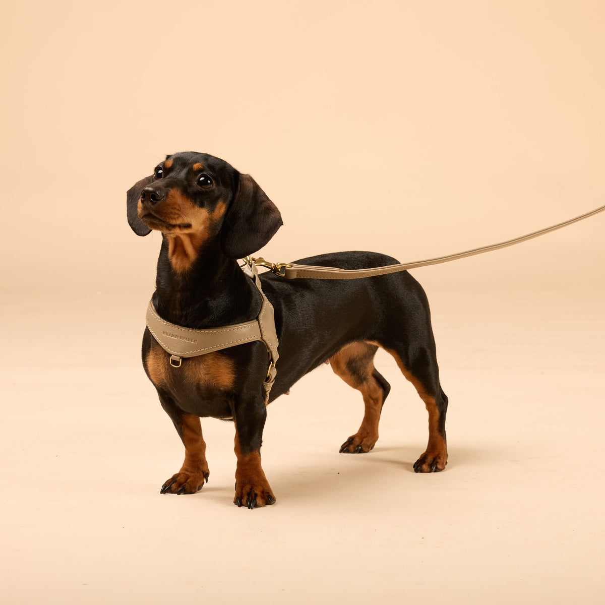 William Walker Premium Leather Dog Harness Bundle Configurator for Small Dogs