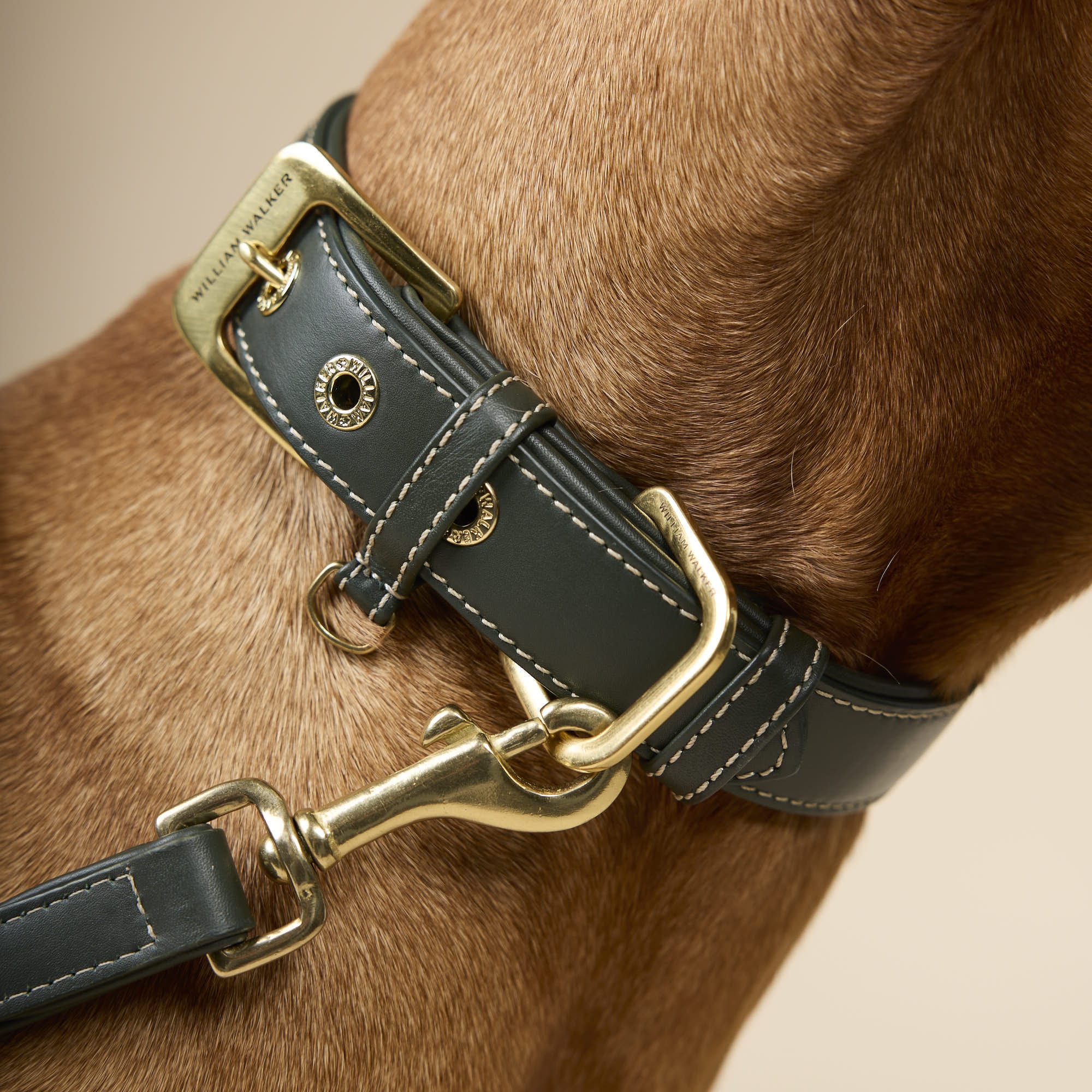 William Walker Glattleder Hundehalsband Forest