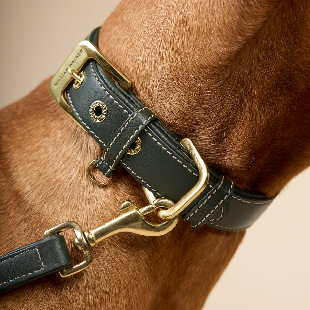 William Walker Smooth leather dog collar Forest