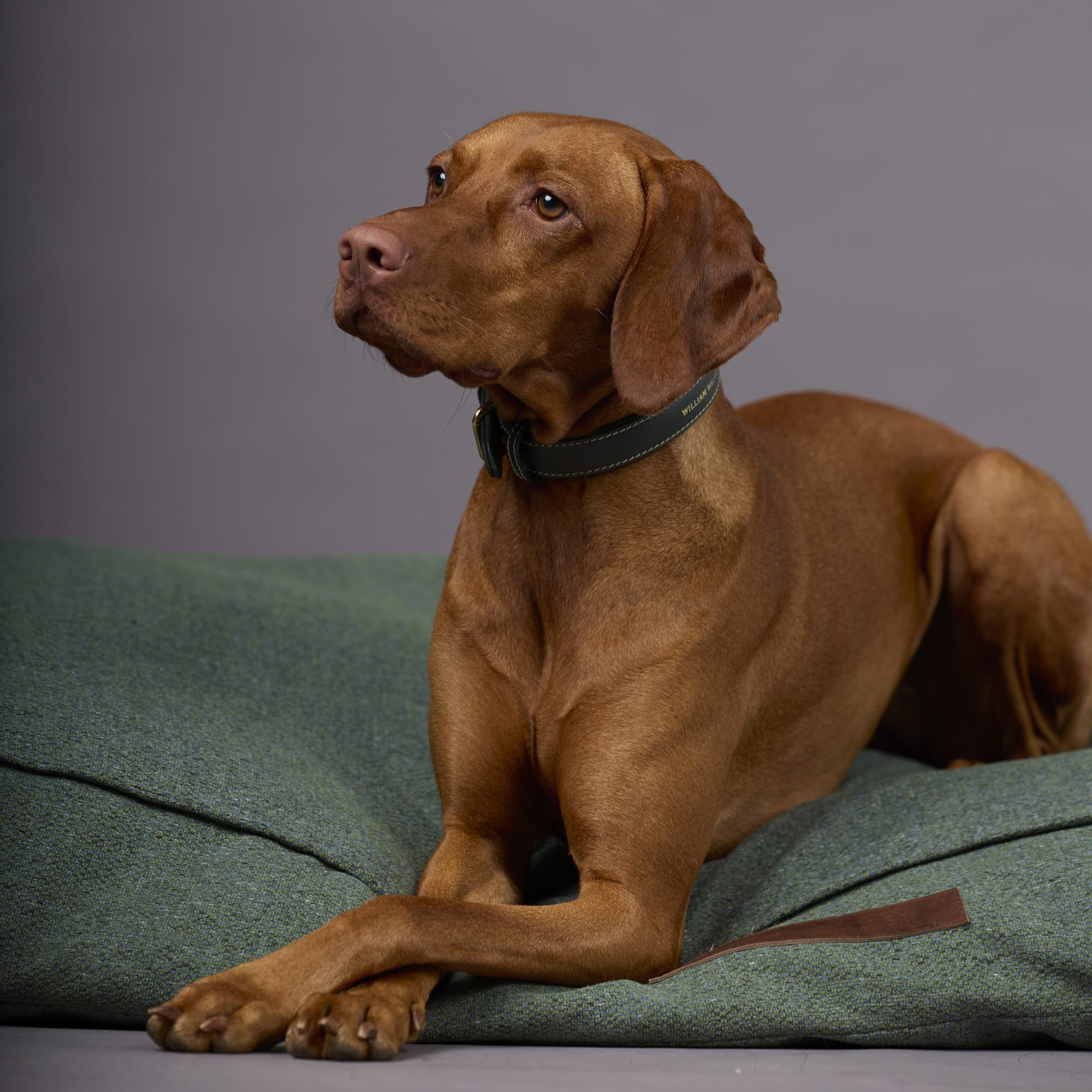 William Walker Wechselbezug  für orthopädisches Hundekissen Chill Dark Moss