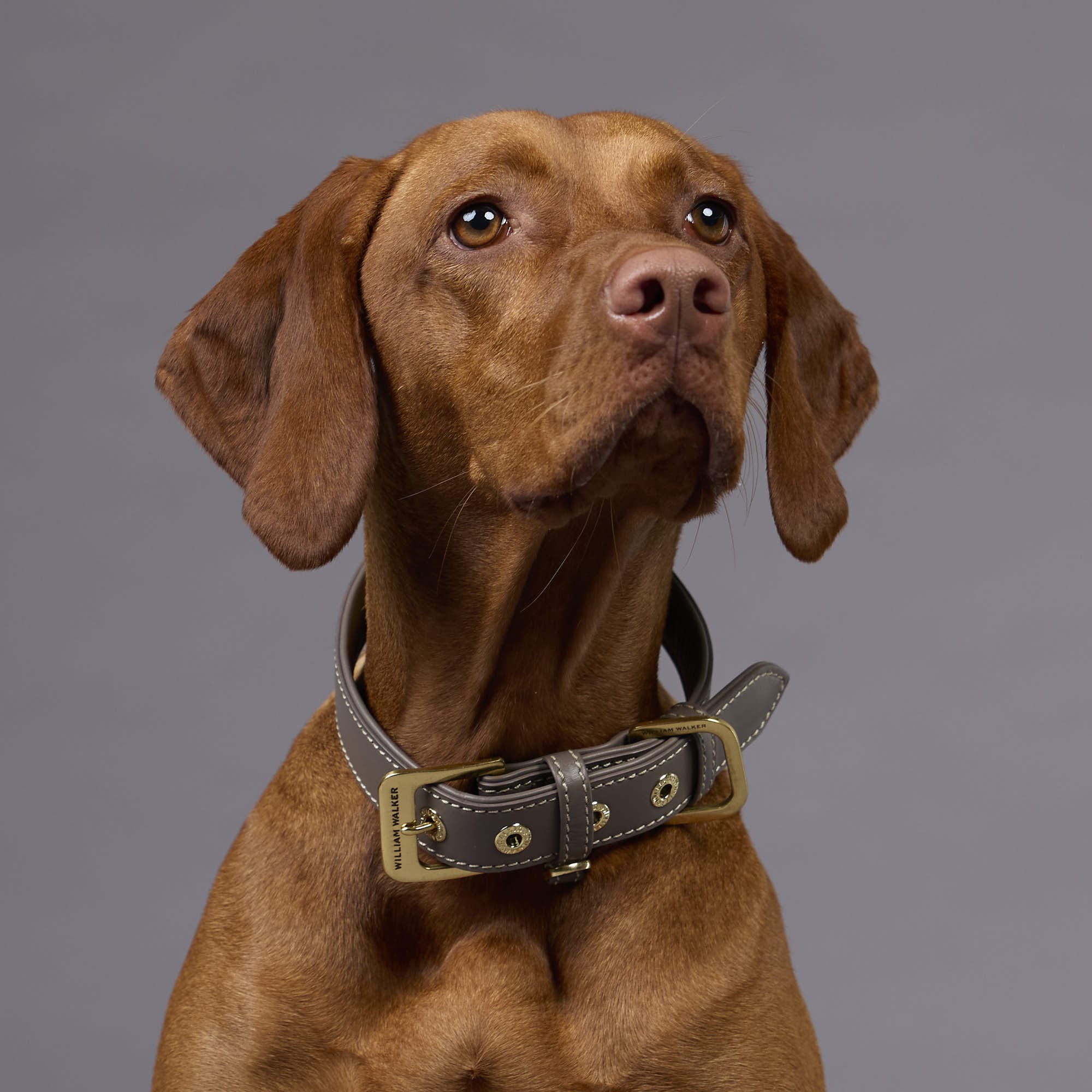 William Walker Glattleder Hundehalsband Pebble (Taupe)
