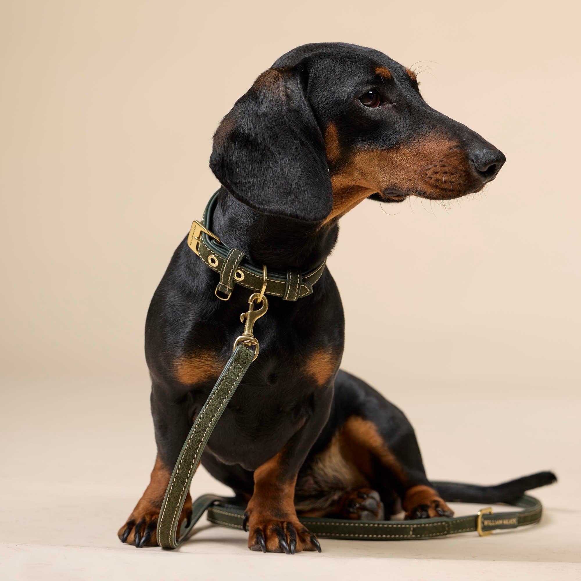 William Walker Hochwertige Wildleder Hundeleine Forest (Grün)