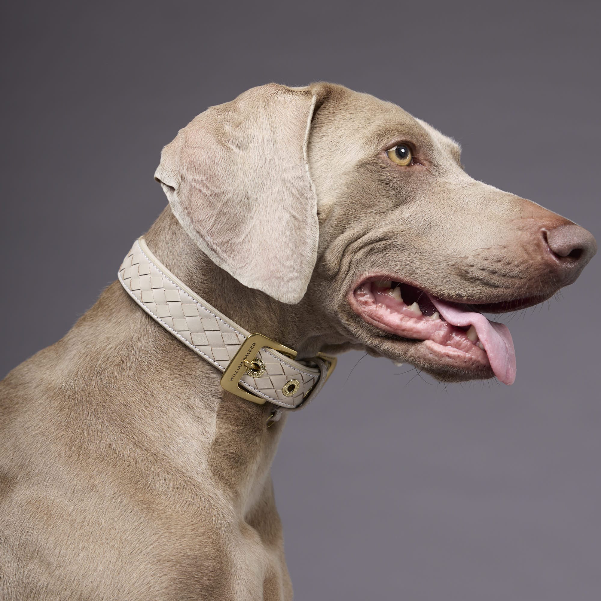 William Walker Leder Hundehalsband Prestige Almond