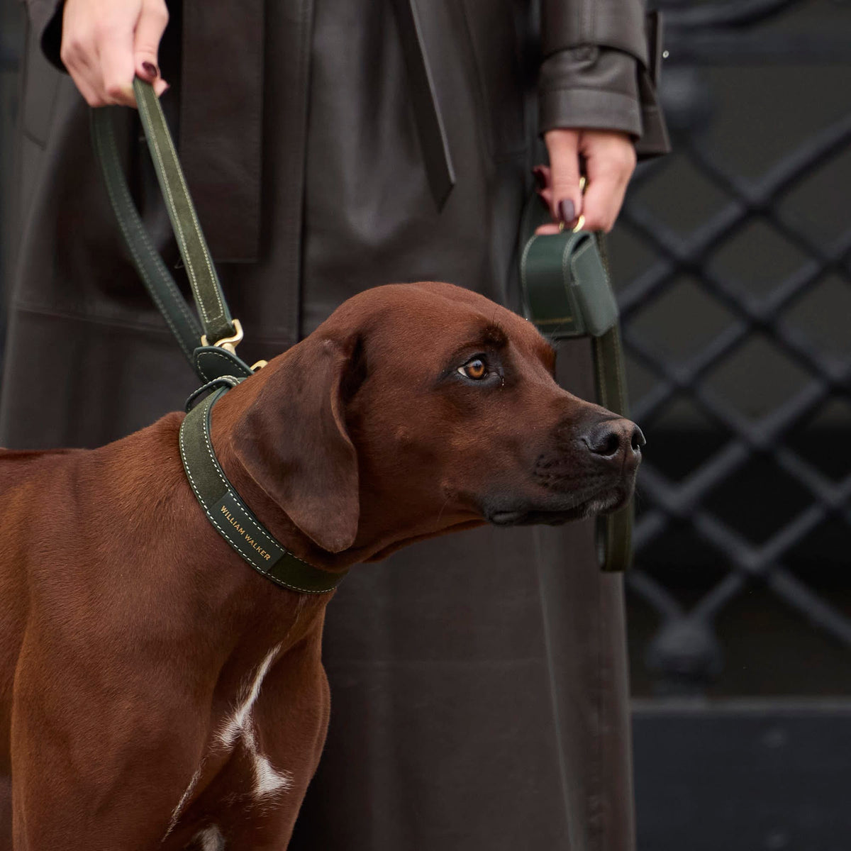 William Walker Suede dog collar Forest (green)