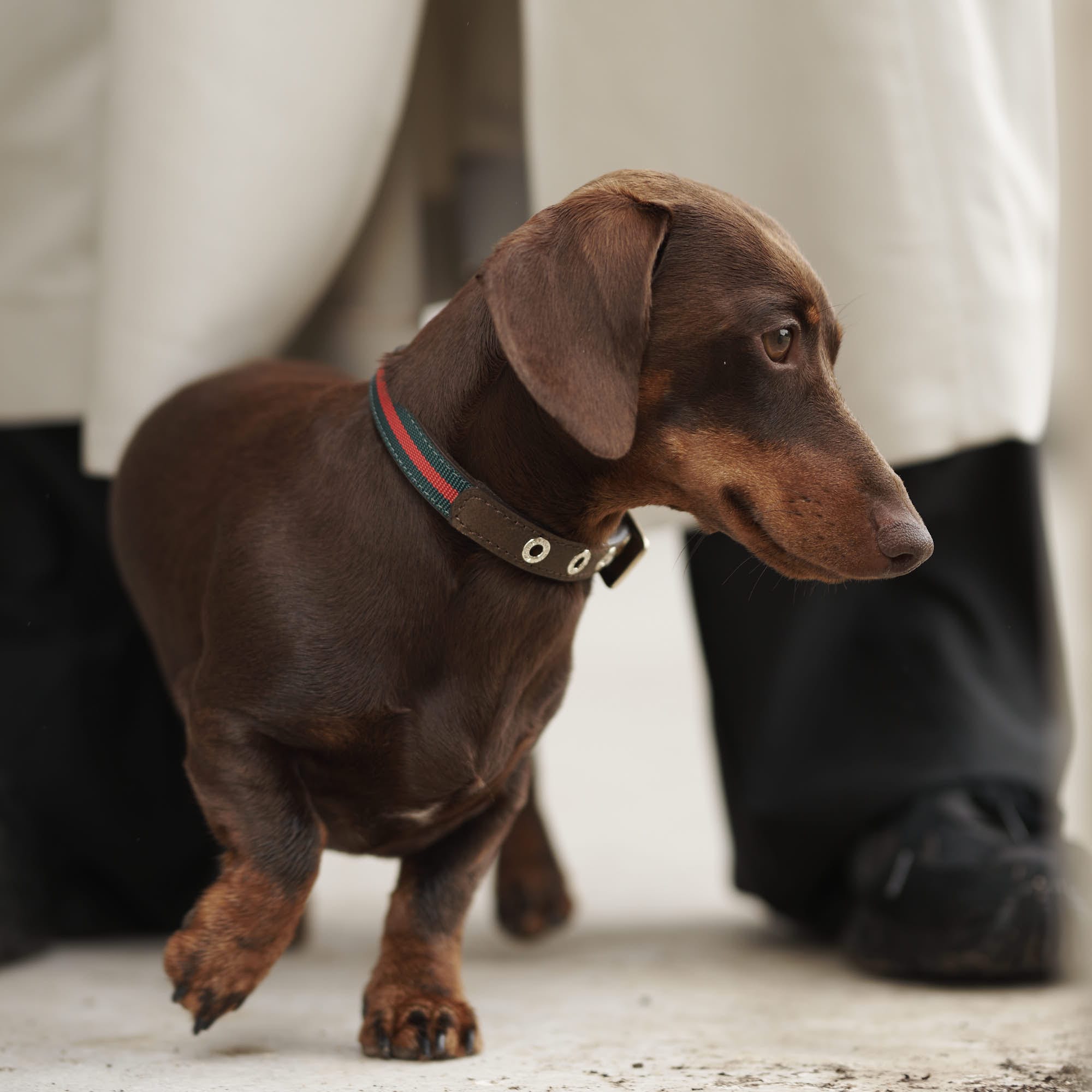 William Walker Leder Hundehalsband Florence // Limited