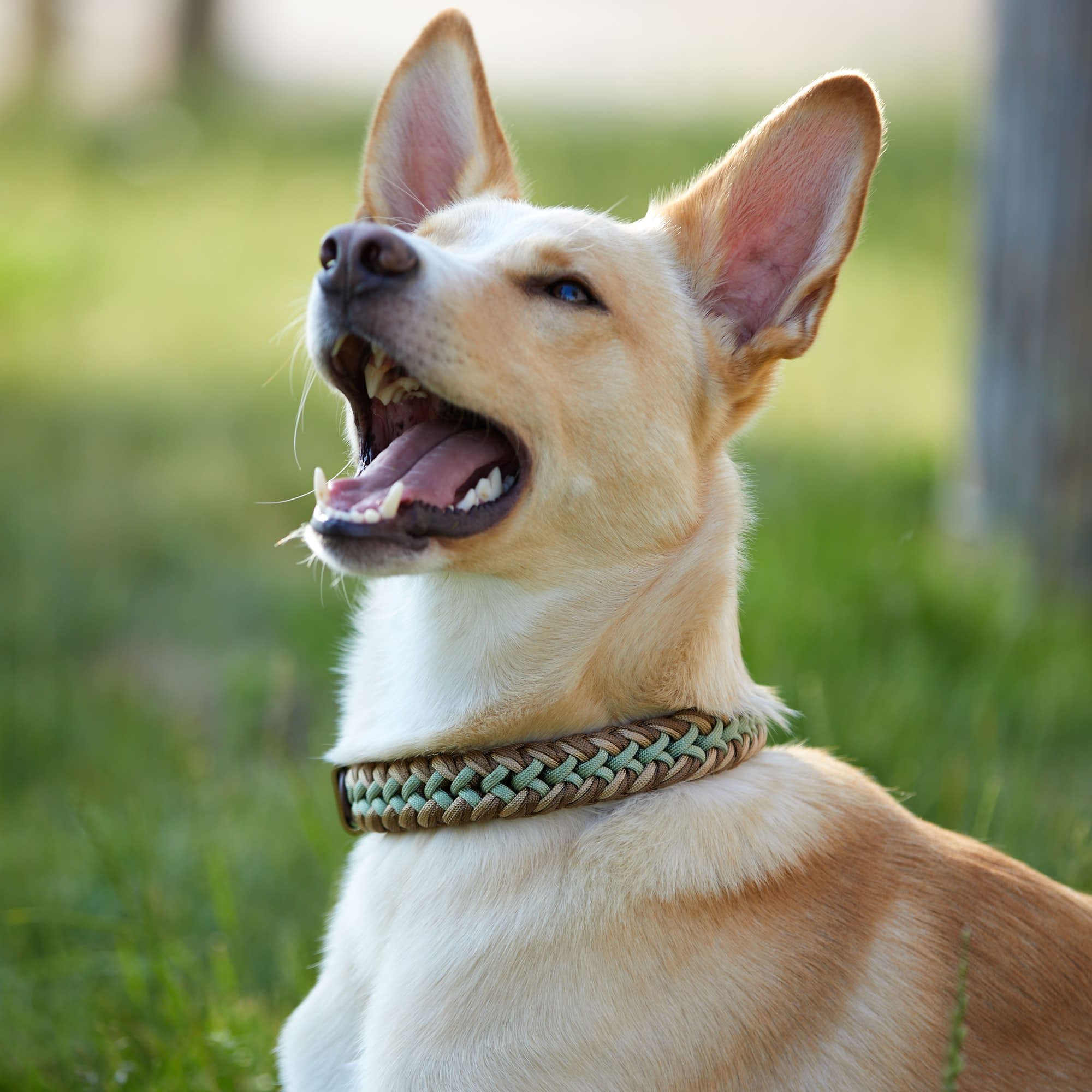 William Walker Paracord Hundehalsband Shire // Limited