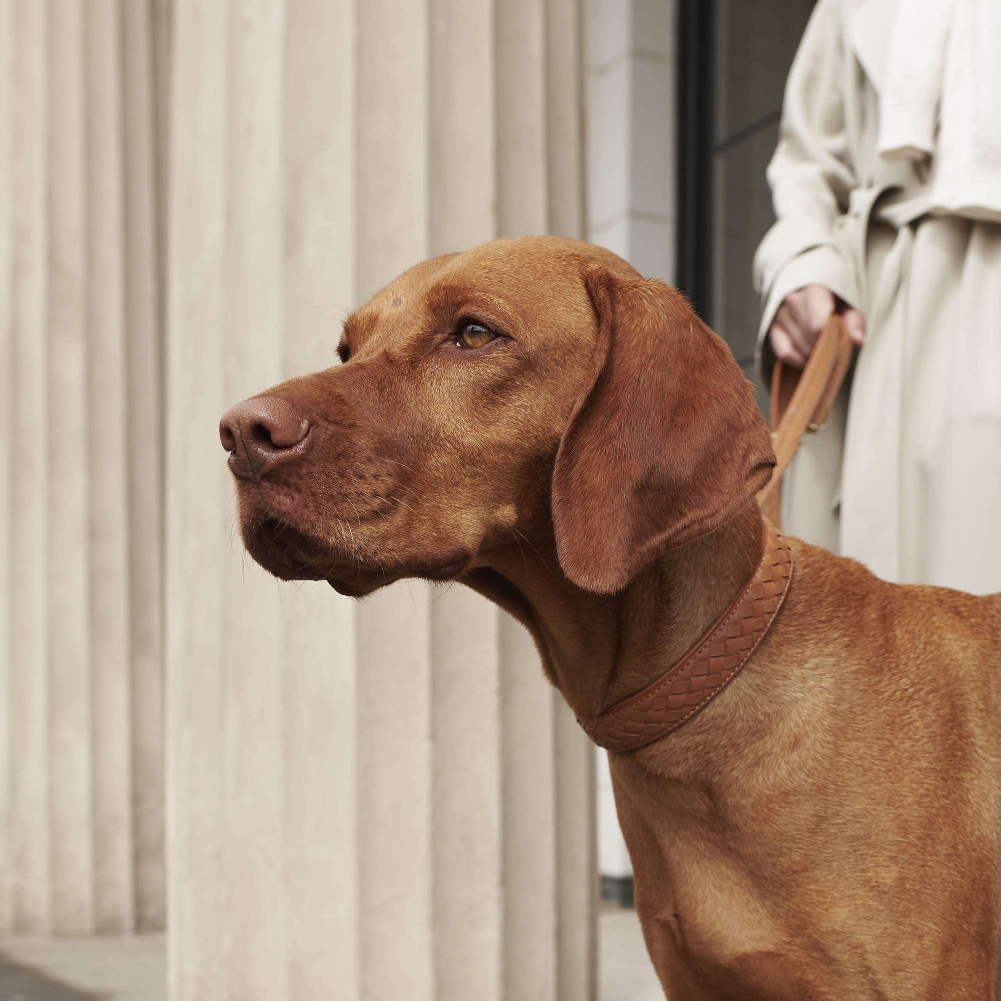 William Walker Leder Hundehalsband Prestige Caramel