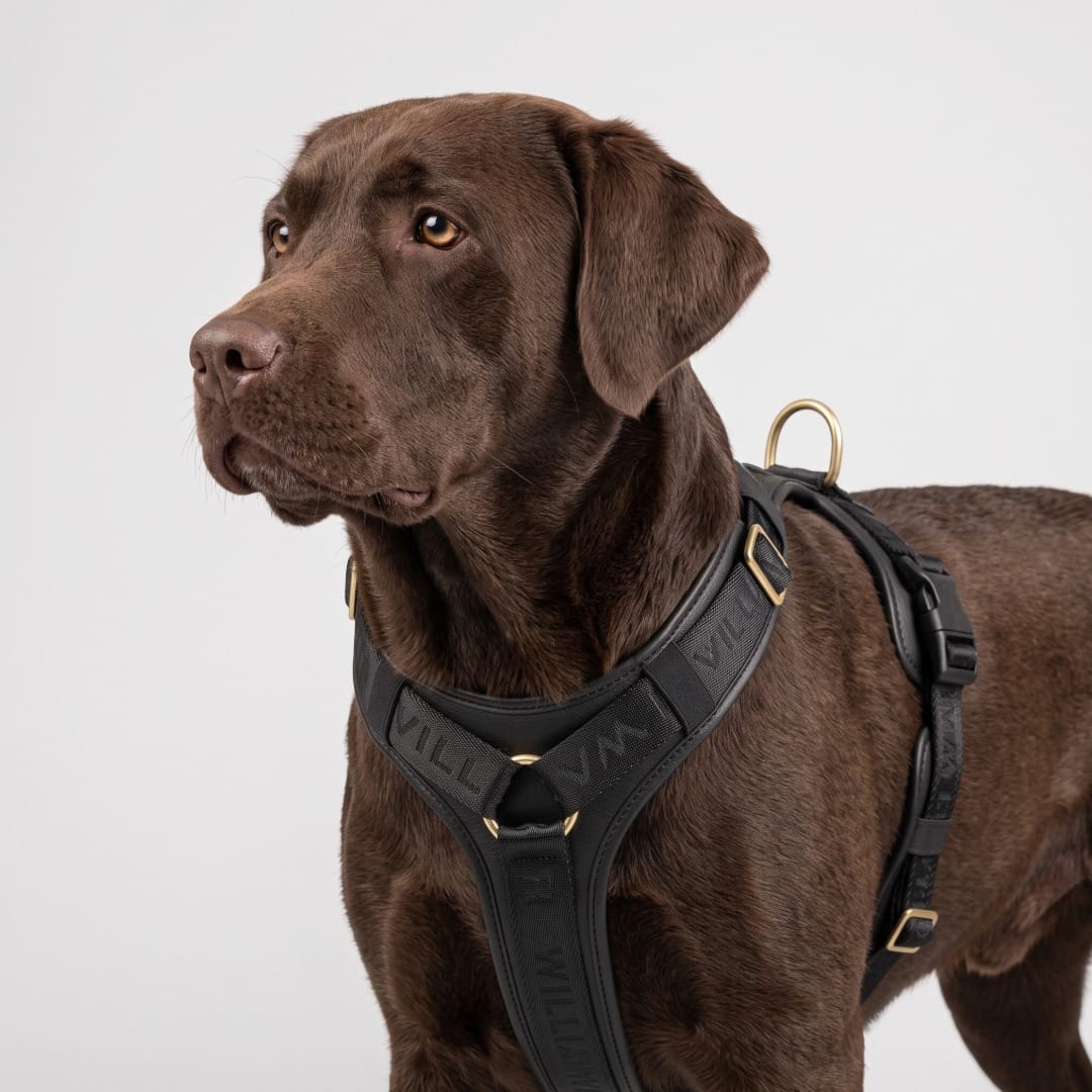 William Walker Hochwertiges Leder Y-Hundegeschirr Plain
