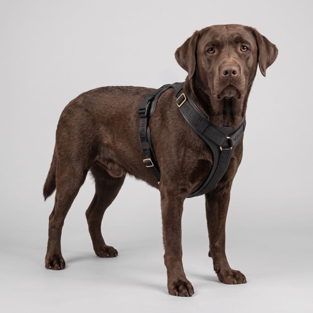 William Walker Hochwertiges Leder Y-Hundegeschirr Plain
