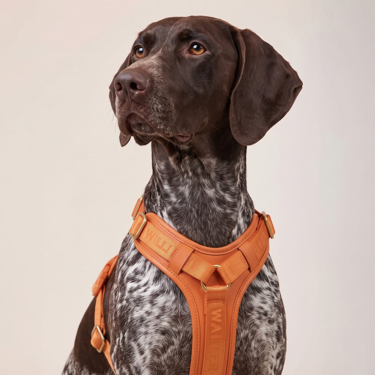William Walker Hochwertiges Leder Y-Hundegeschirr Plain
