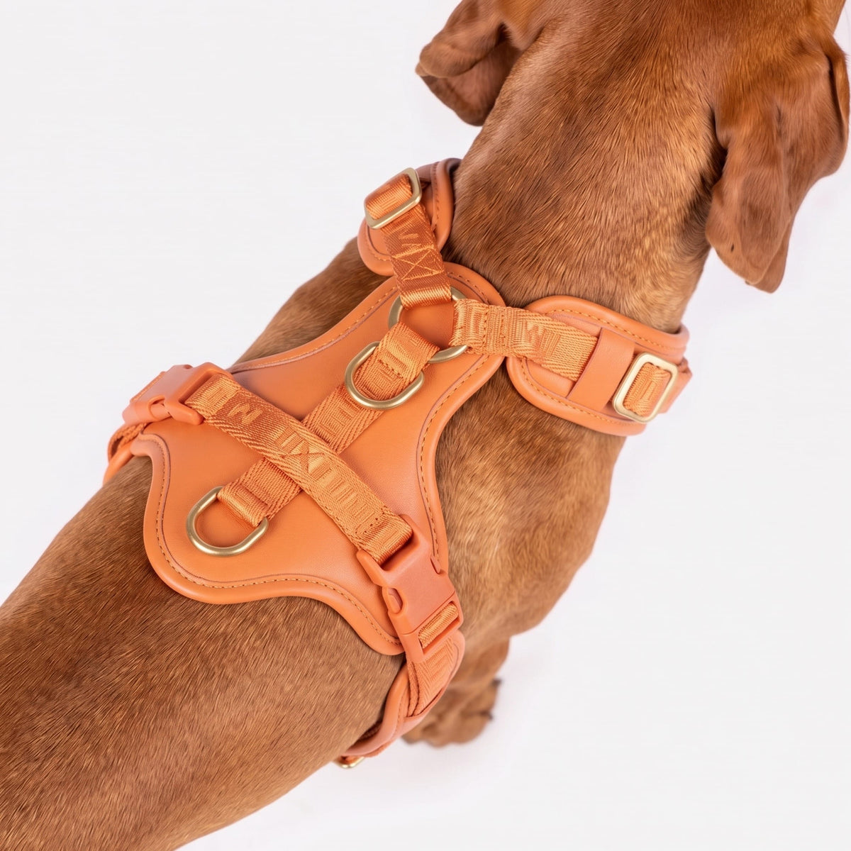 William Walker Hochwertiges Leder Y-Hundegeschirr Plain