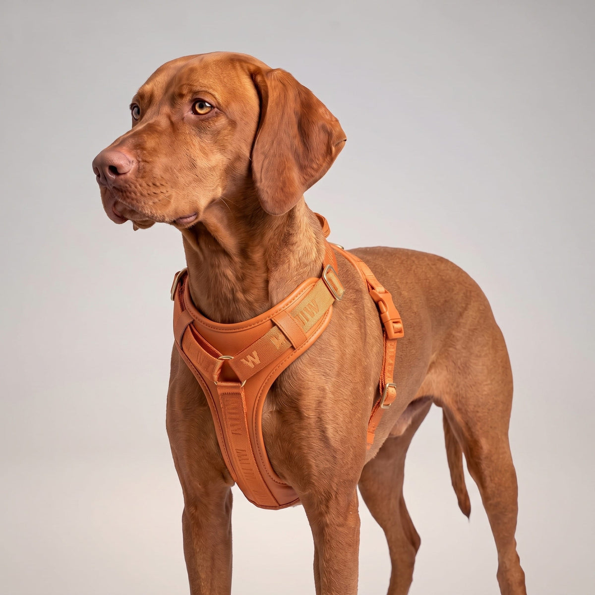 William Walker Hochwertiges Leder Y-Hundegeschirr Plain
