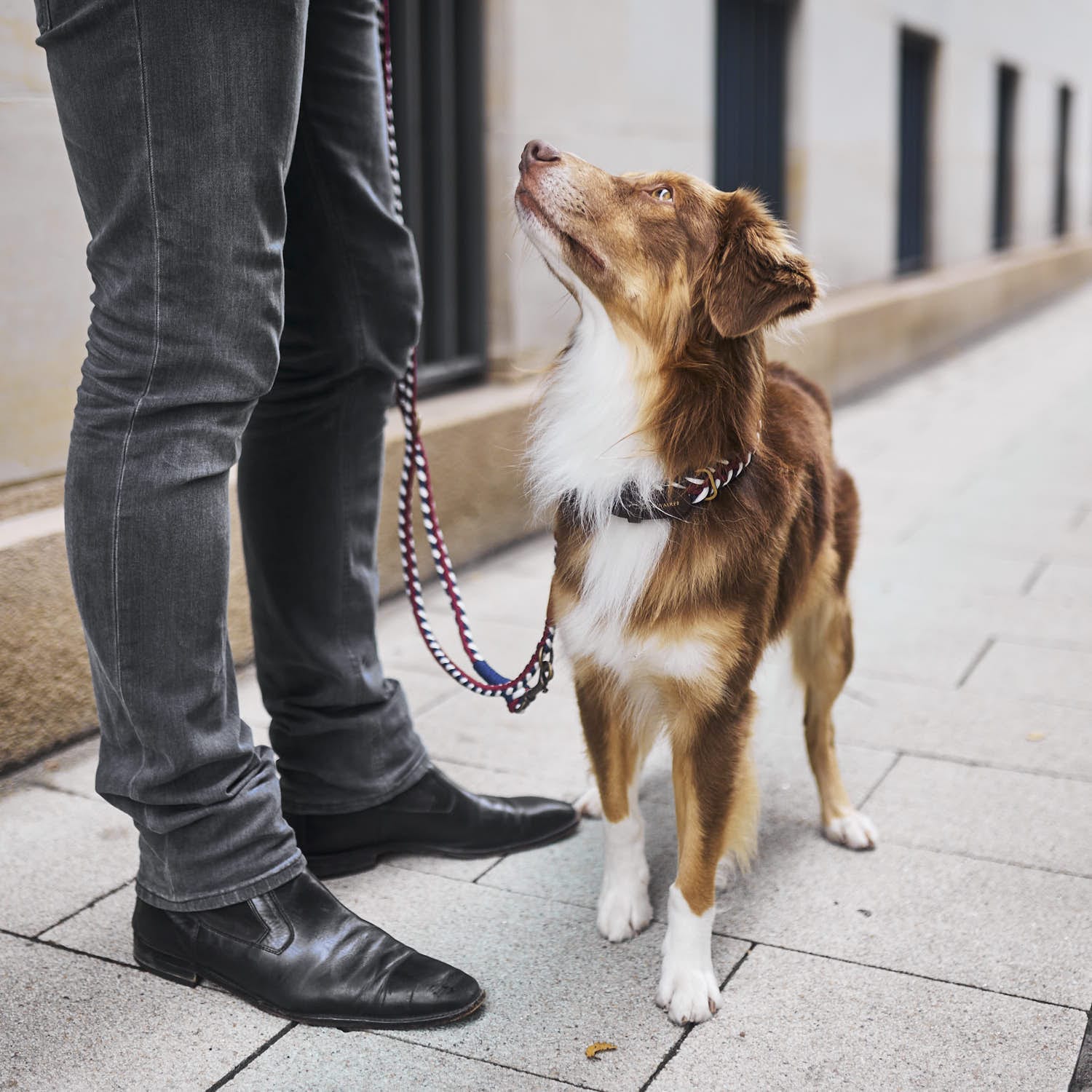William Walker Paracord Hundeleine Royal