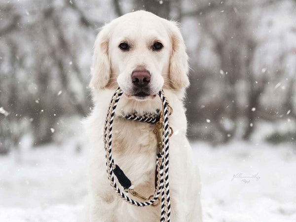 Urlaub mit Hund in Winter
