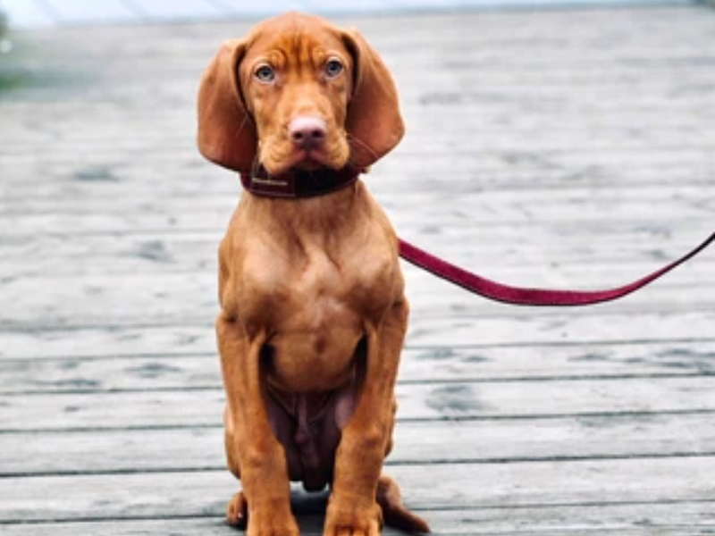 Vizsla Puppy - Breed Profile Magyar Vizsla