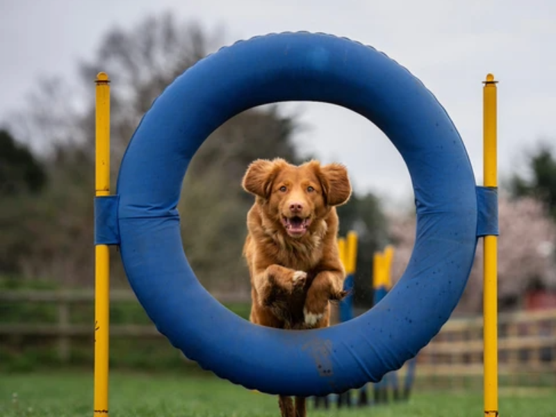 Hundesport und Hundesportarten