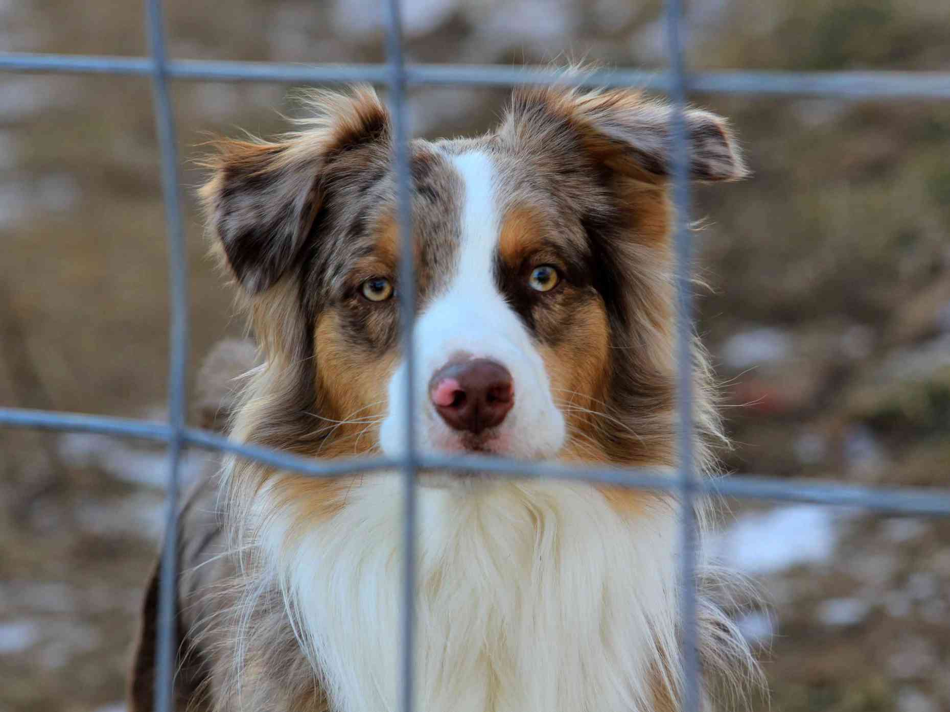 Hund im Tierheim