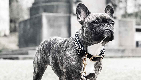 Französische Bulldoge mit Paracord Hundehalsband