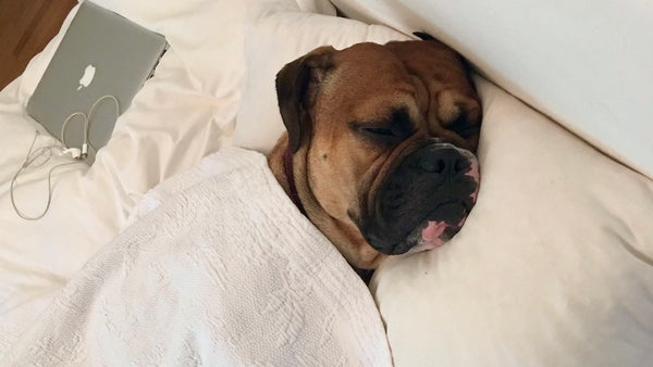 sollen hunde im Bett schlafen?