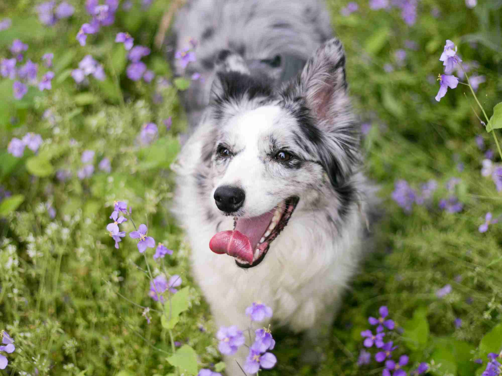 William Walker Kräuter Hundeernährung