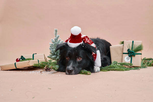 Gift Guide - Top 10 Geschenkideen für Hundebesitzer