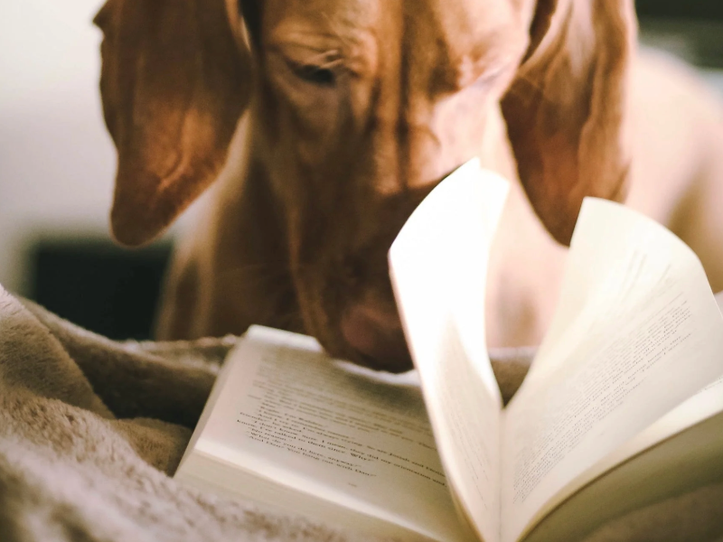 Hunde und Literatur: Faszinierende Geschichten über unsere treuen Begleiter