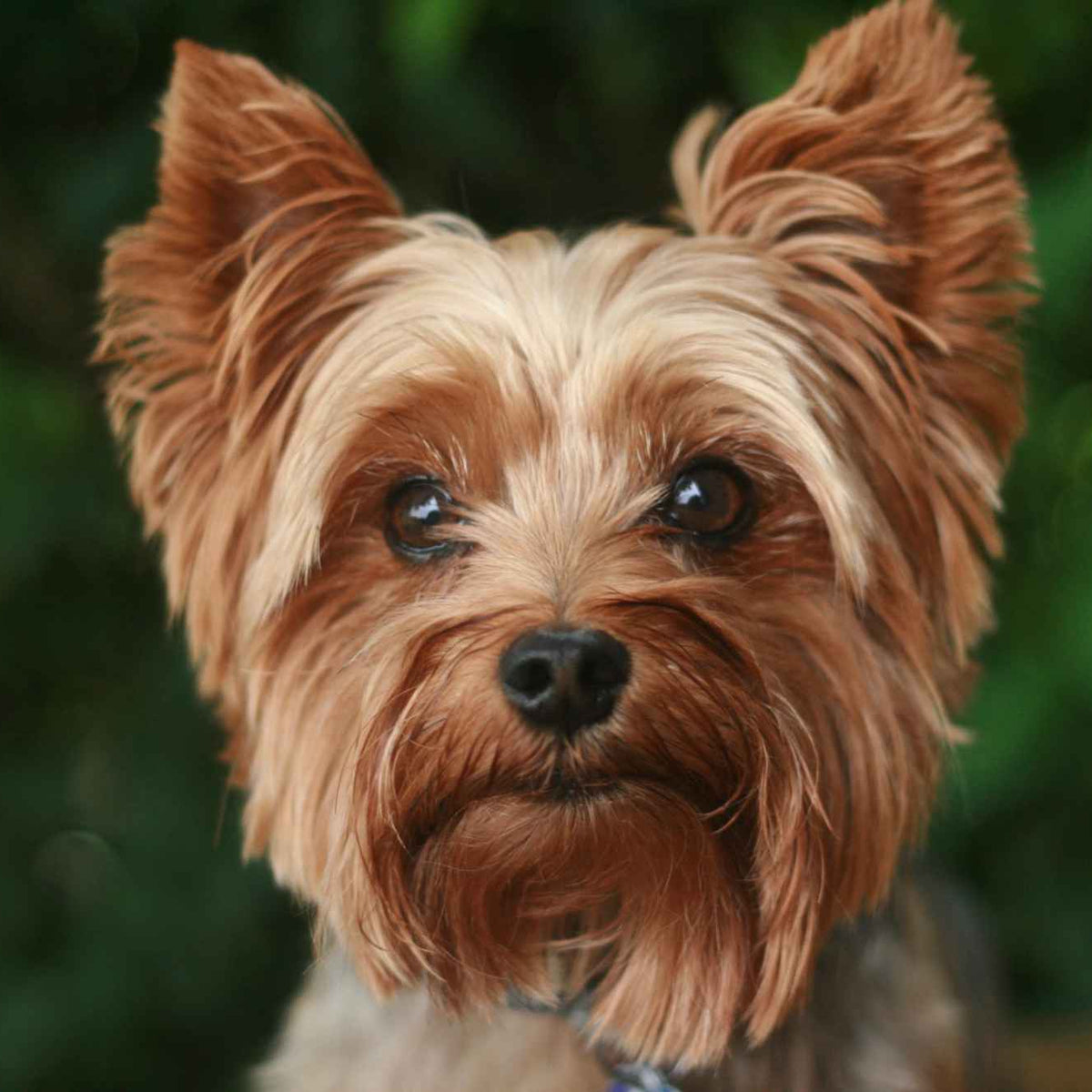 Yorkie Umbrella - William