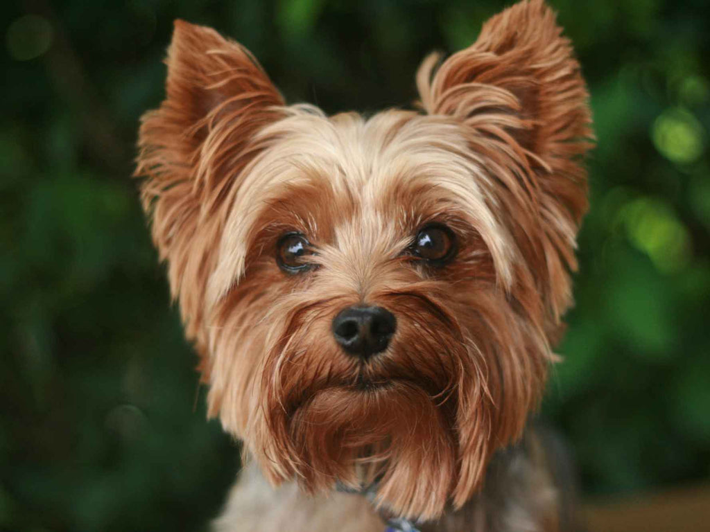 Yorkie Umbrella - William