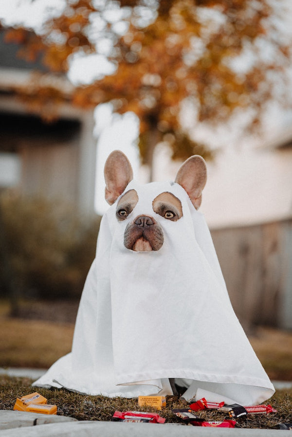 Halloween Kostüme Hundebesitzer