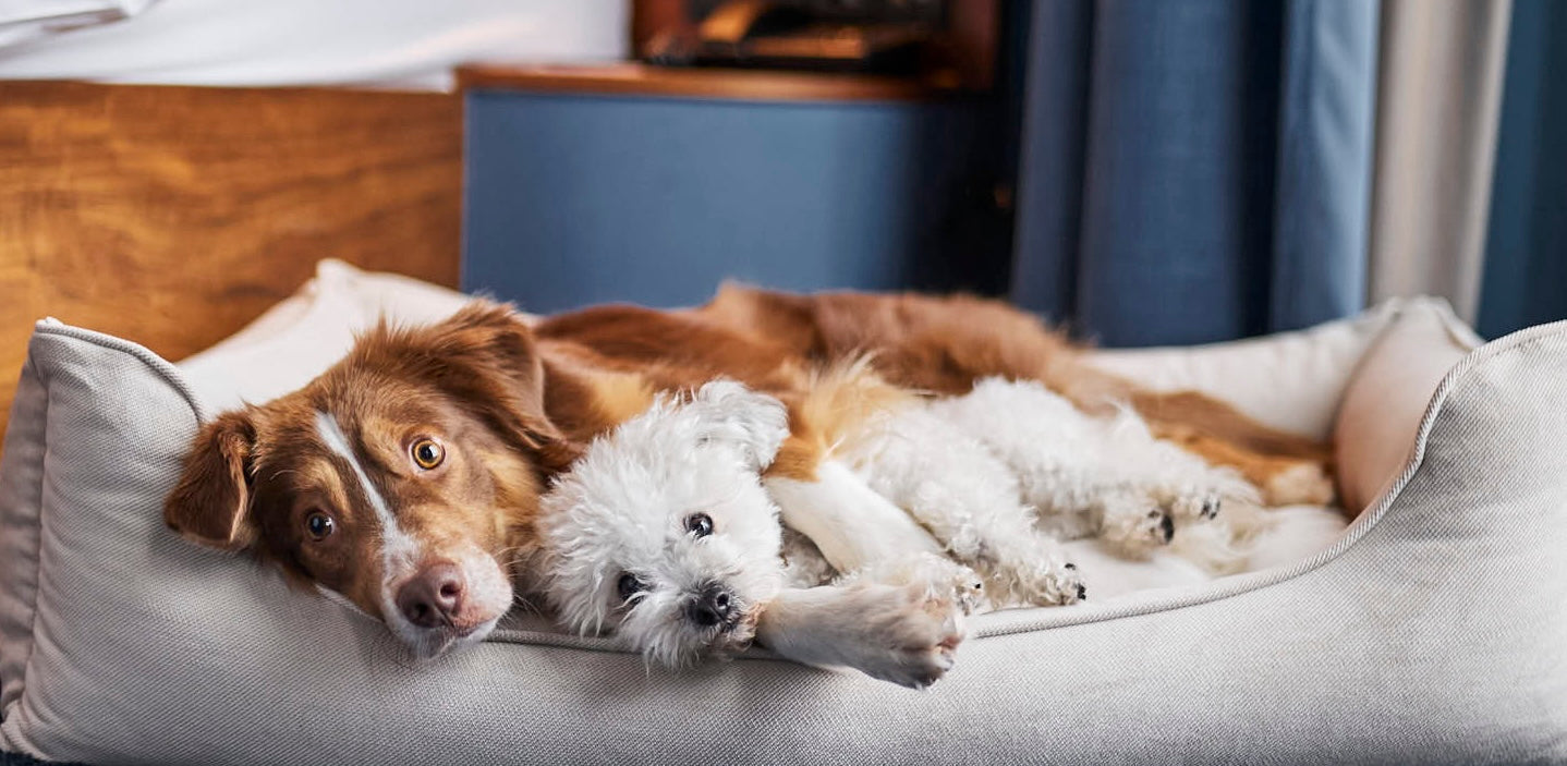 Hundebett mit Kopfstütze