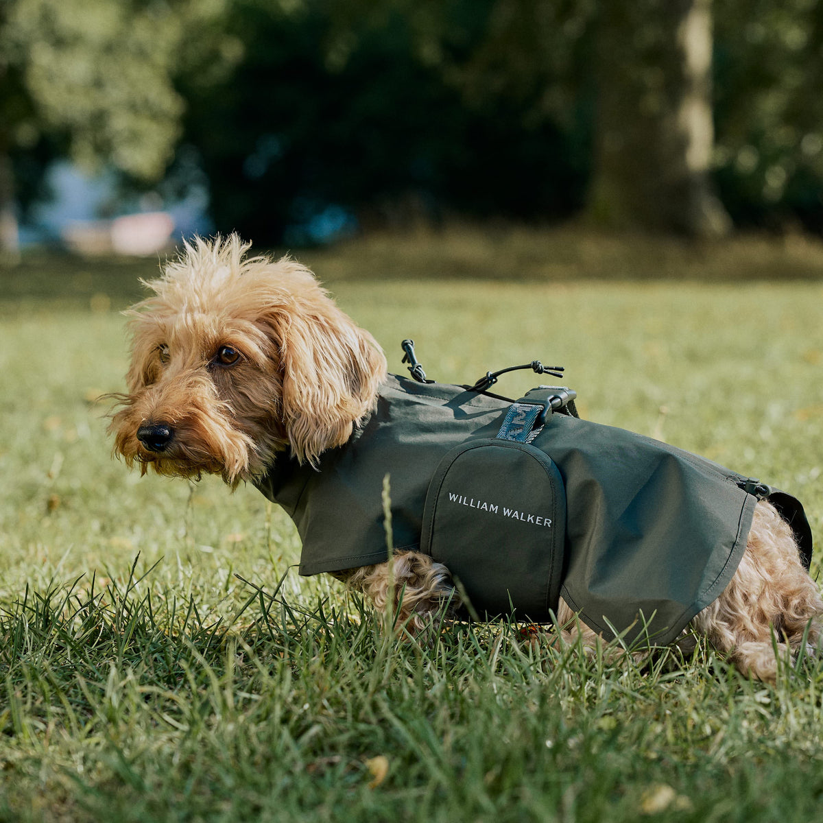 William Walker Waterproof raincoat for dachshunds