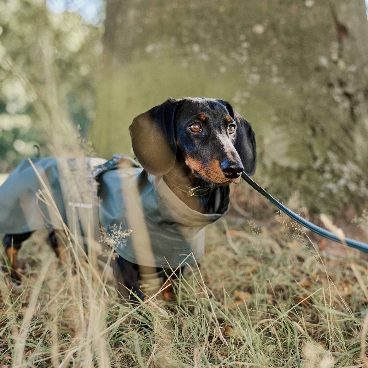 William Walker Waterproof raincoat for dachshunds
