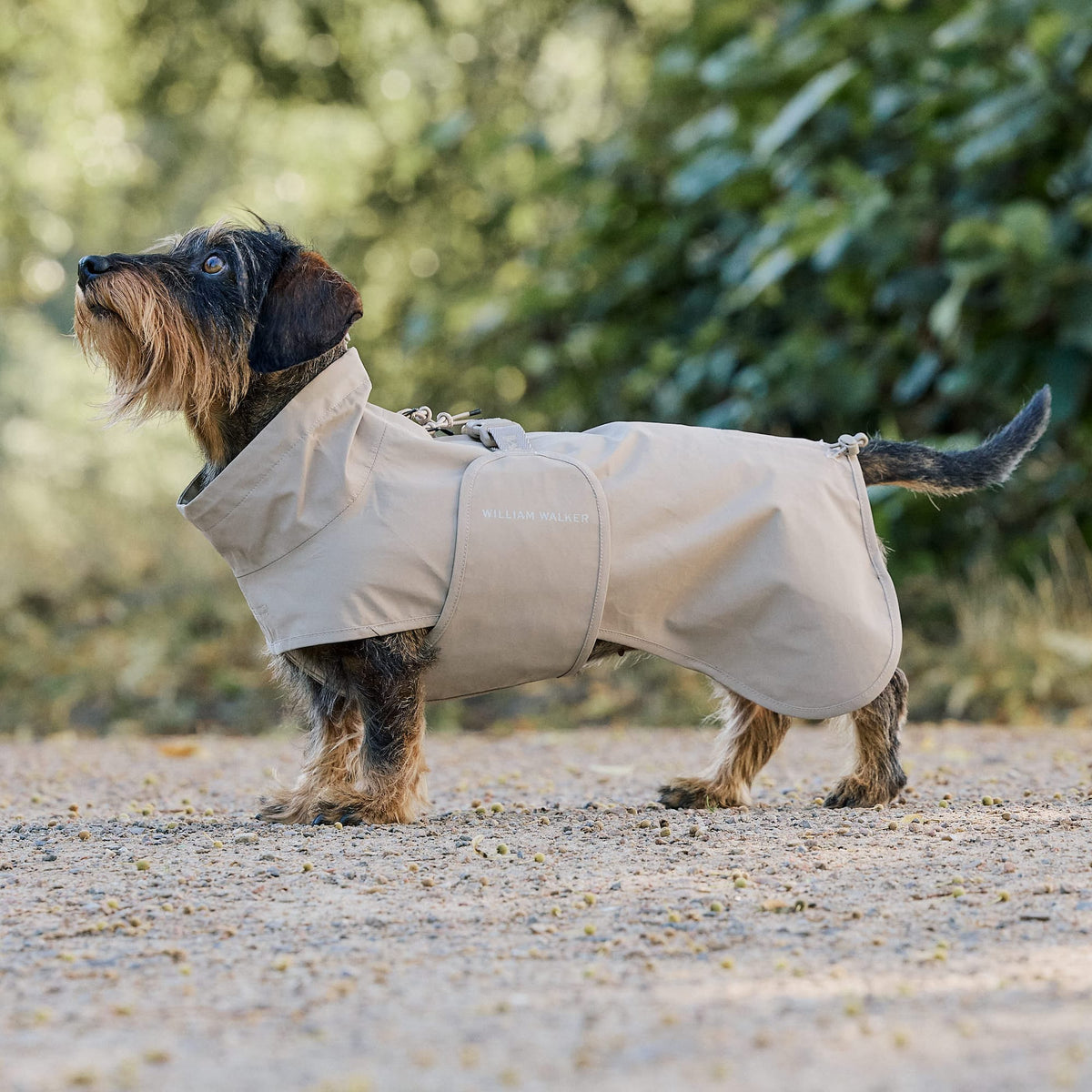William Walker Waterproof raincoat for dachshunds