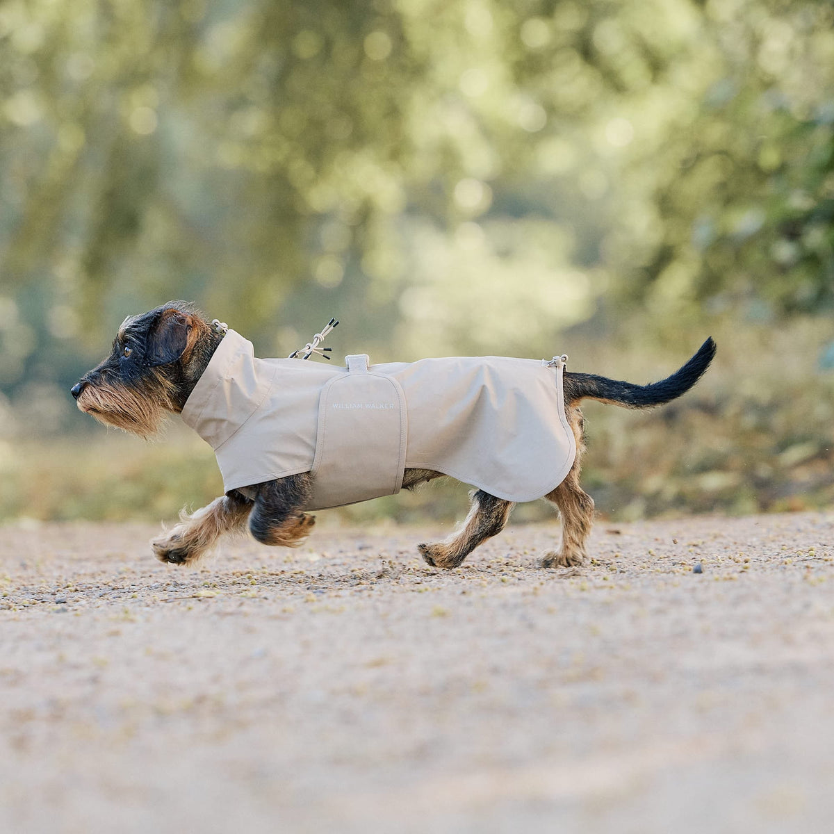 William Walker Waterproof raincoat for dachshunds