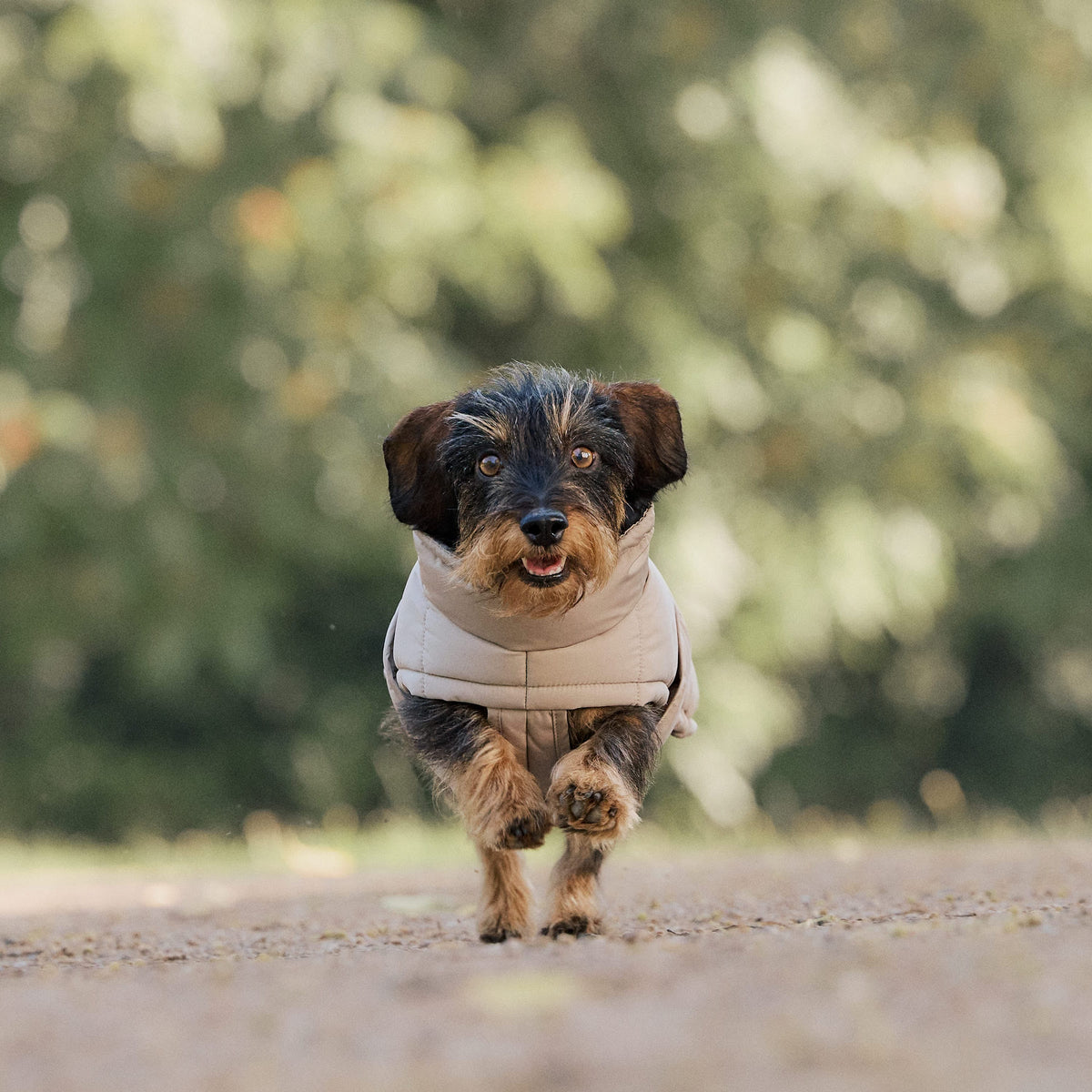 William Walker Winter dog coat Alpine for dachshunds