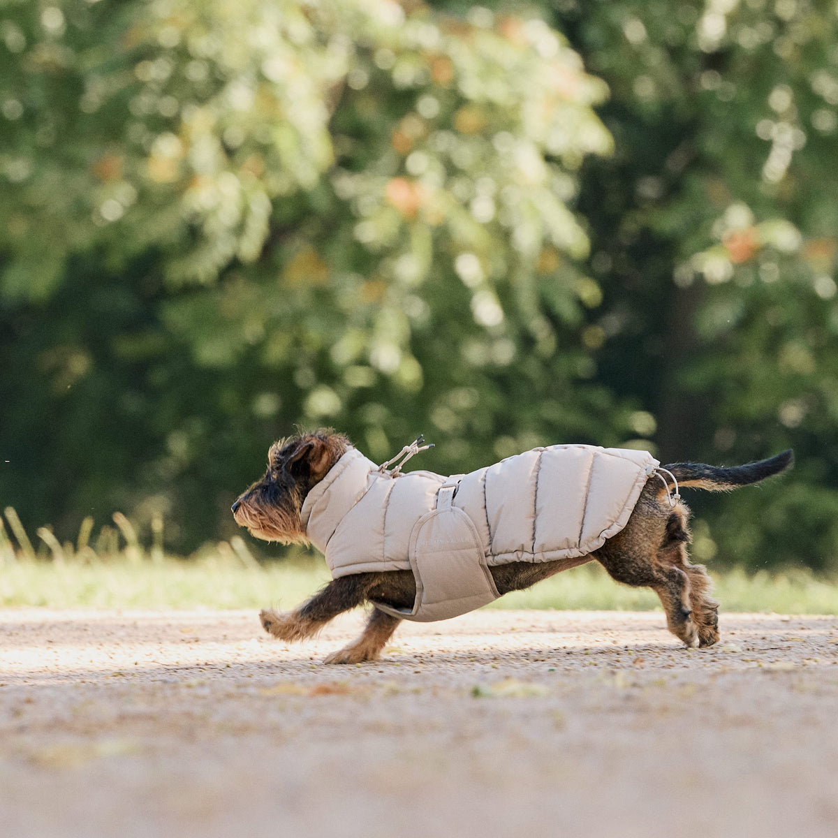 William Walker Winter dog coat Alpine for dachshunds