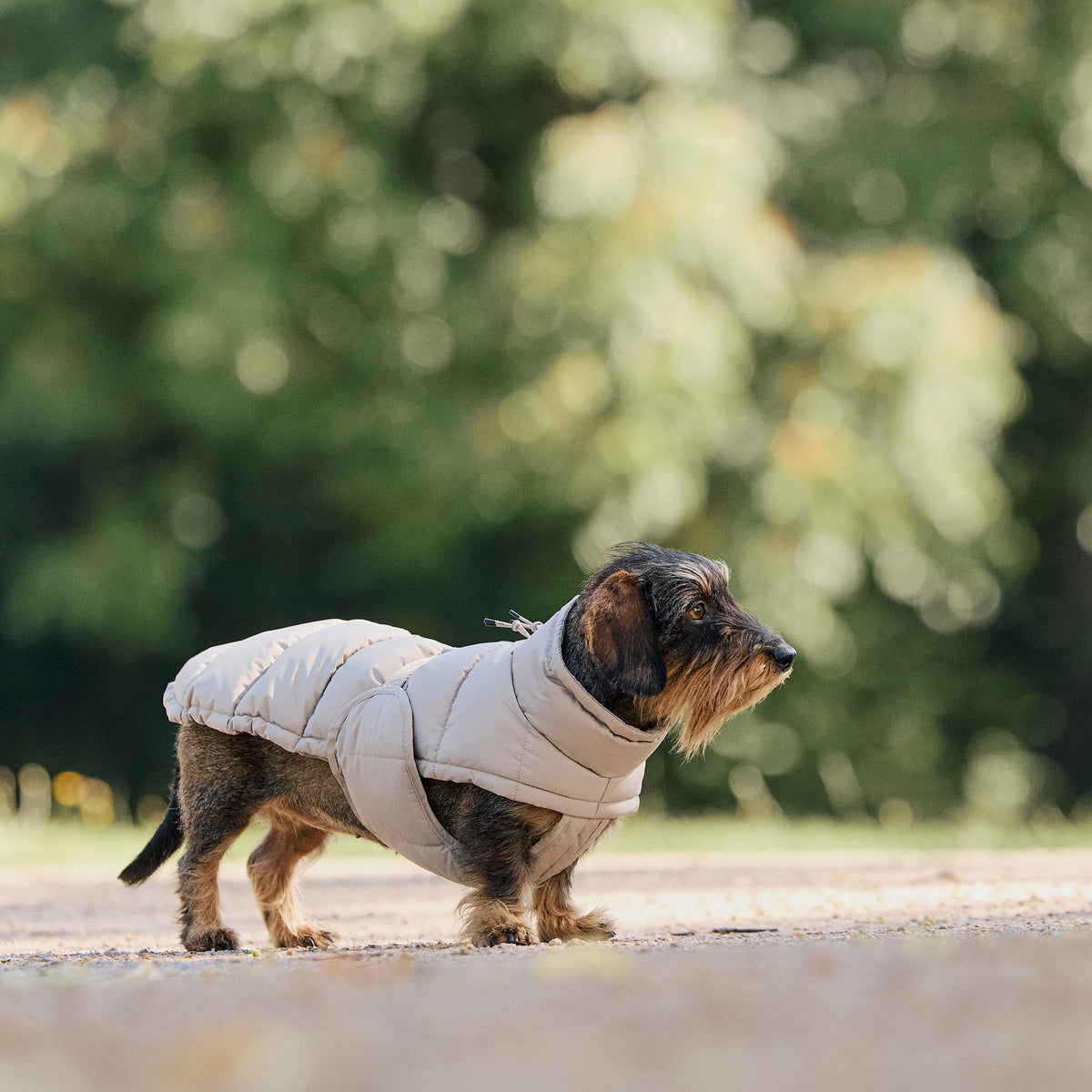 William Walker Winter dog coat Alpine for dachshunds