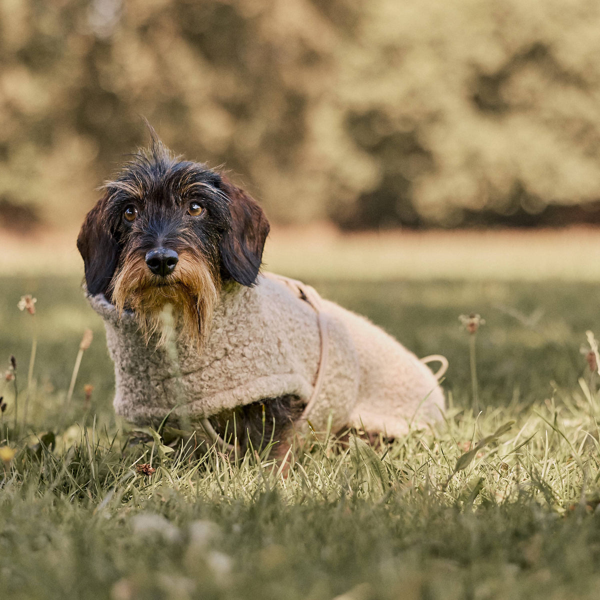William Walker Cosy fleece dog coat Cozy for dachshunds